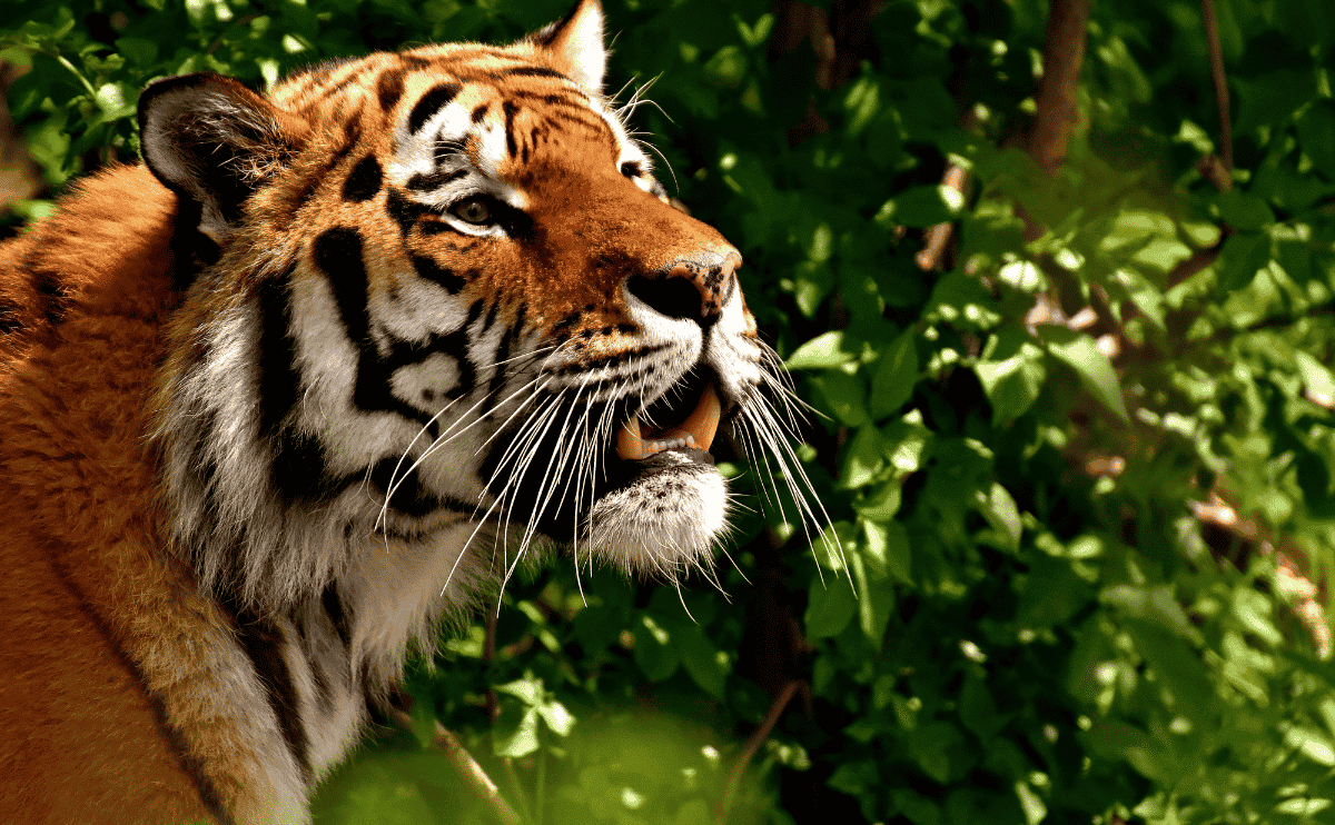 tiger in a zoo